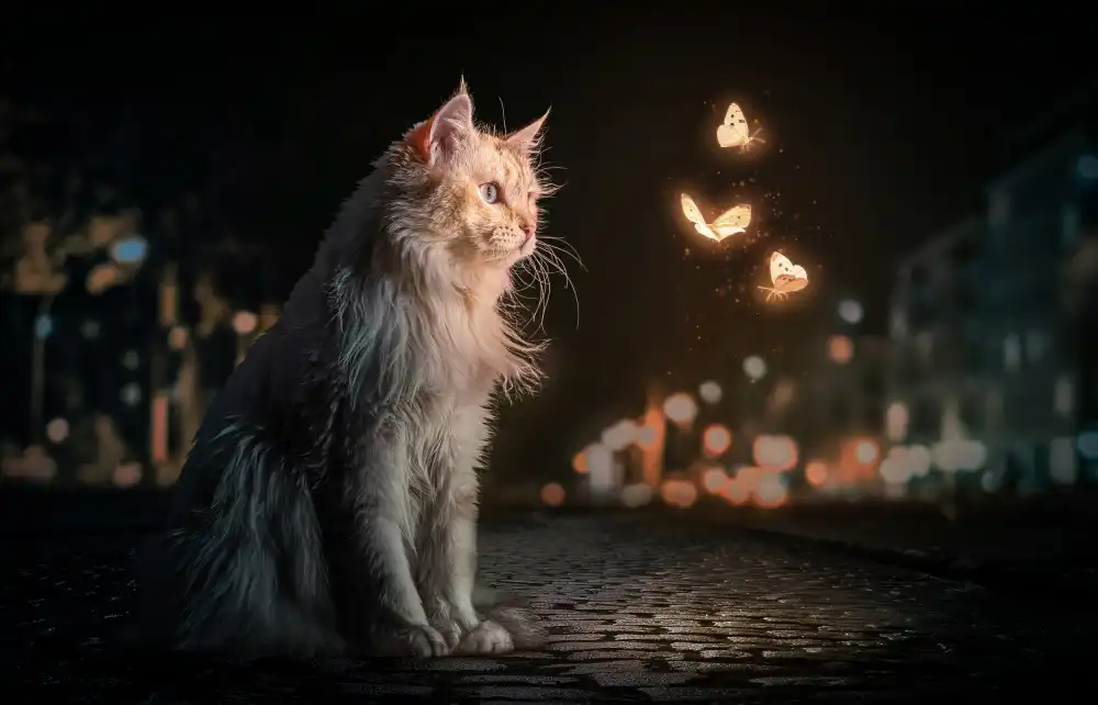 Egger, Marcel: MagicCat