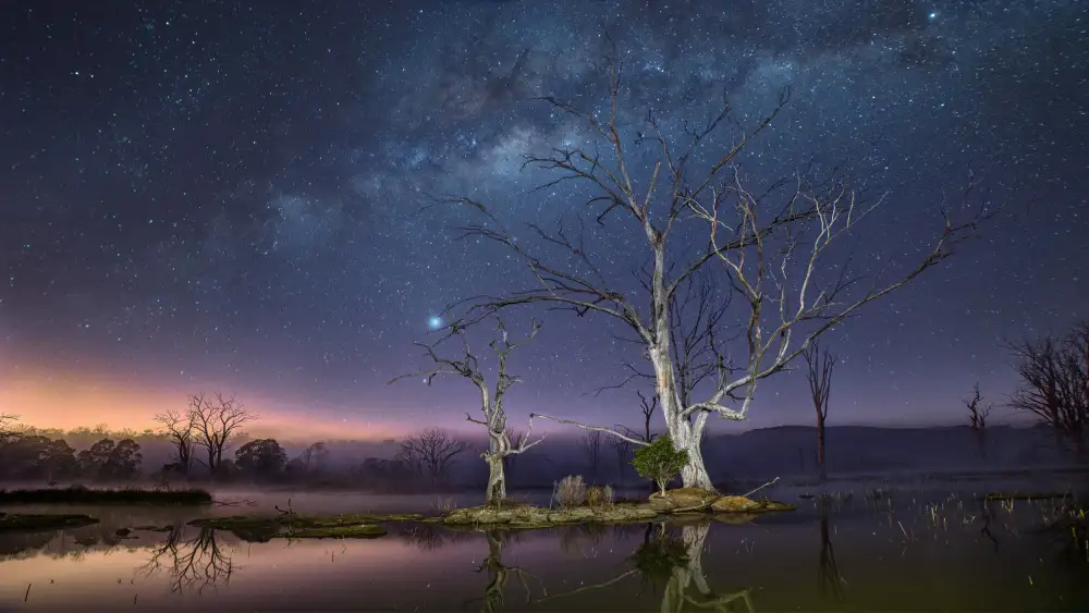 Papamanolis, Emanuel: Dancing trees