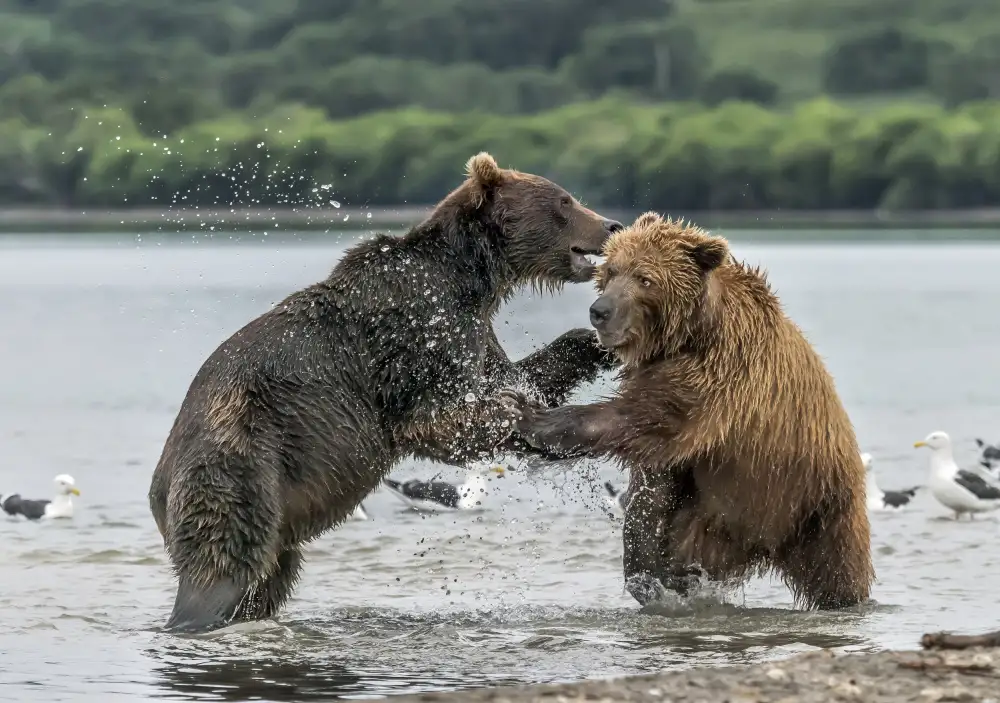 DAmico, Giuseppe: Orso e orso
