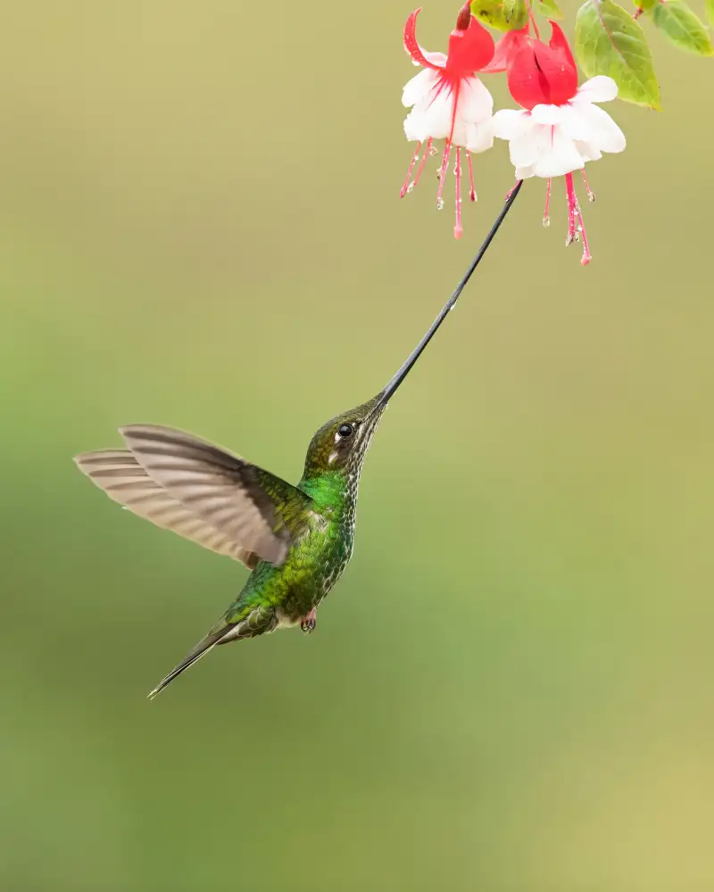 Zygmunt, Milan: Sword-billed hummingbird