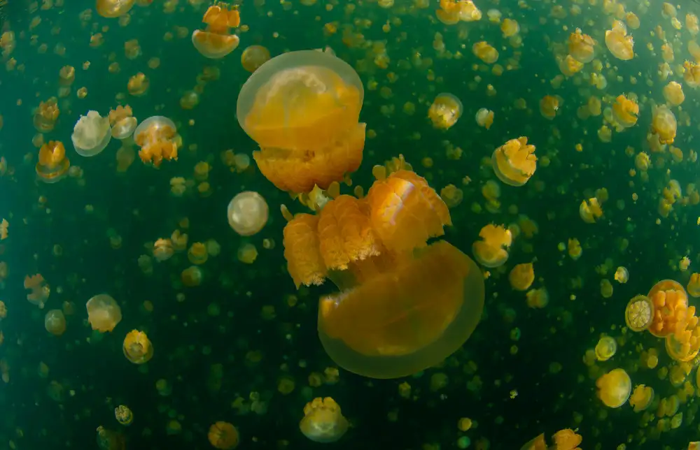 Lin, Y Ryan: Jellyfish world