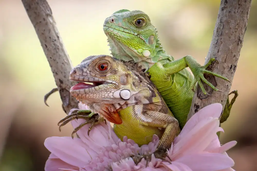Maududdin, Fauzan: Divertimento Iguana