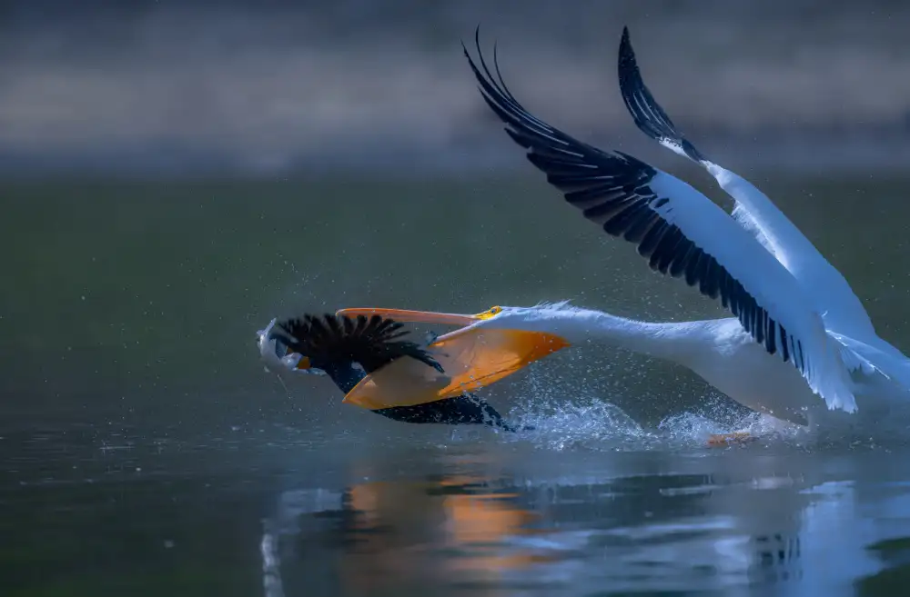 Huang, Johnson: Pellicone e cormorano