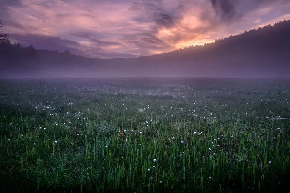 Hayashi, Osamu: a dream on a foggy morning