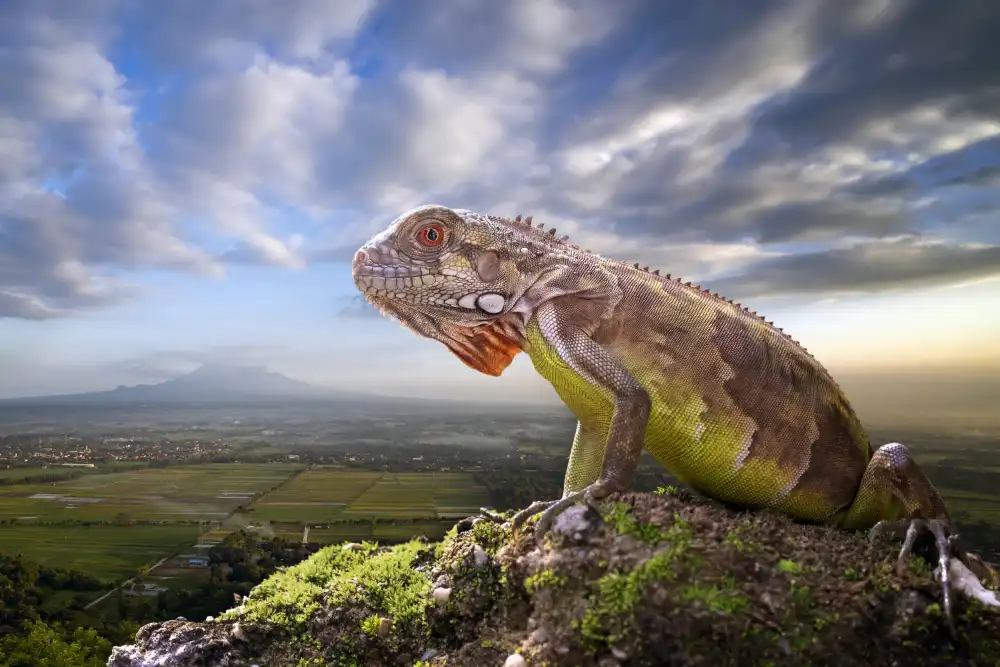 Maududdin, Fauzan: Il Drago Guardiano