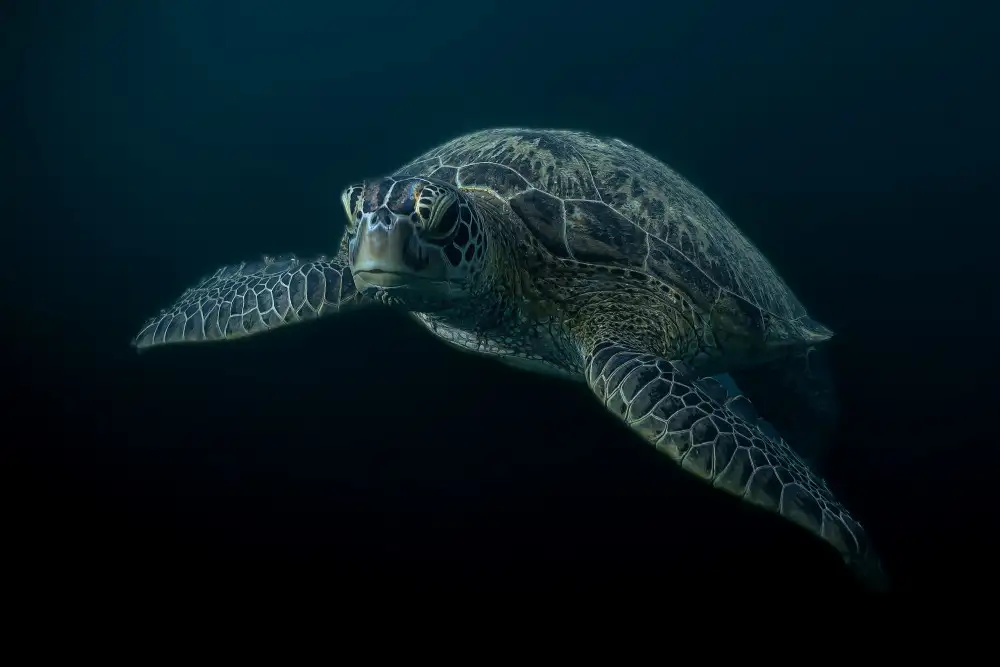 Melesan, Serge: The deep