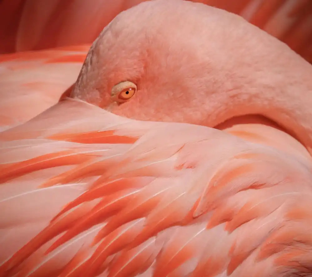 Wechsler, Robin: Portrait of a Pink Flamingo