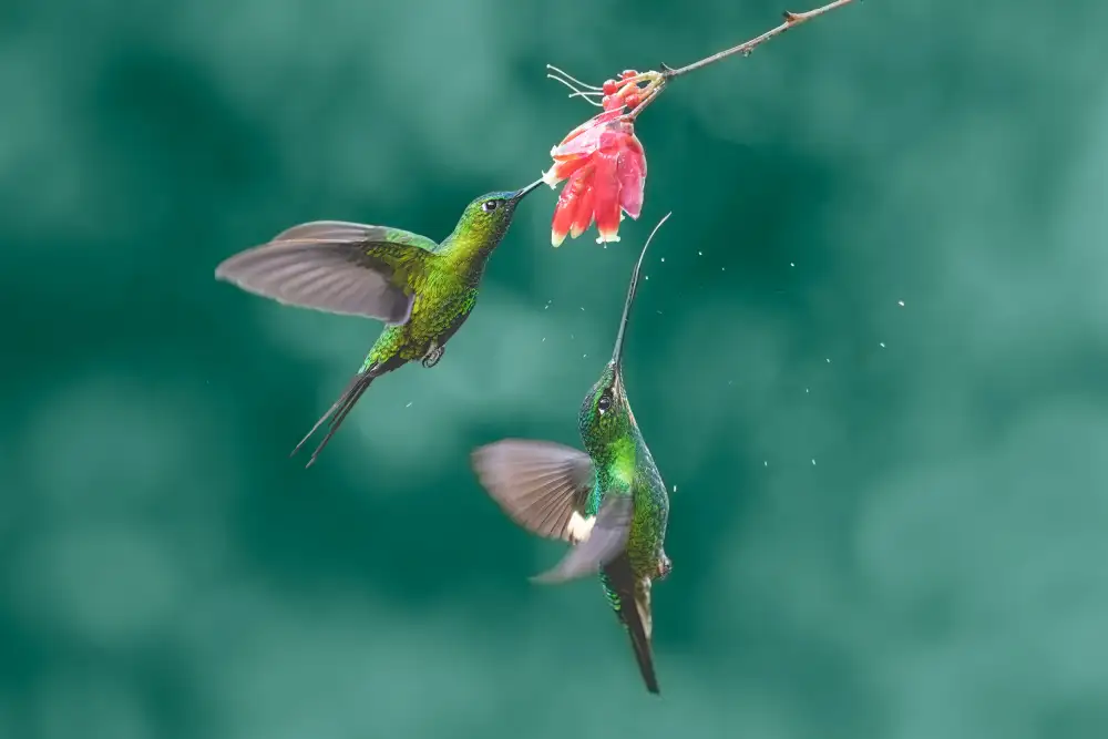 Wei, and Siyu: Colibrì
