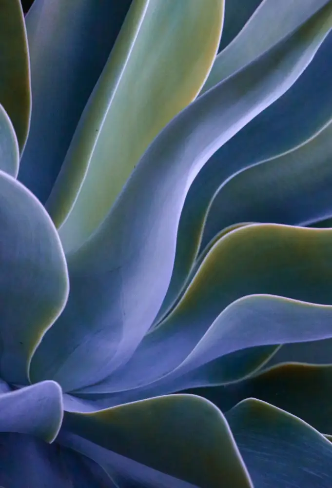 Wechsler, Robin: Bleu d'agave