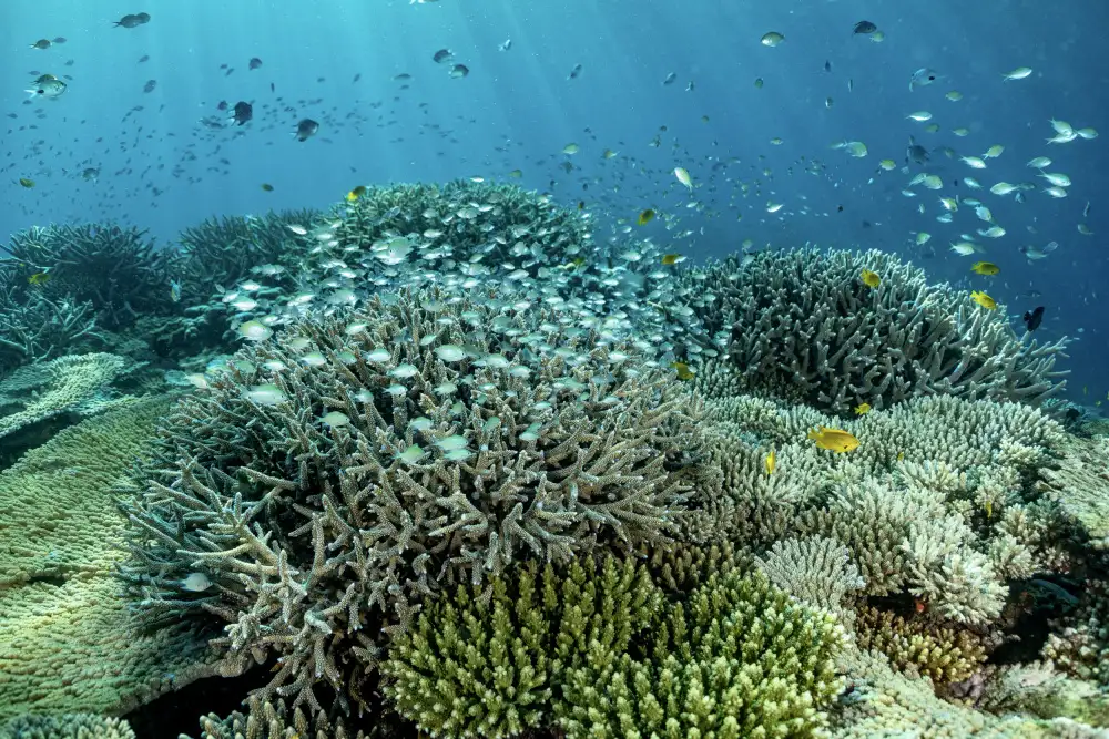 Melesan, Serge: Living thé reef