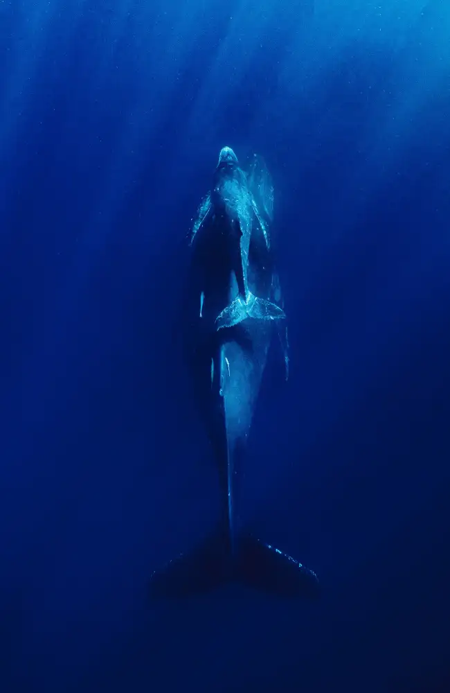 Melesan, Serge: Deep blue sea
