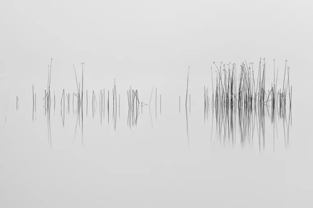 Pettersson, Benny: Die grafische Sprache der Natur