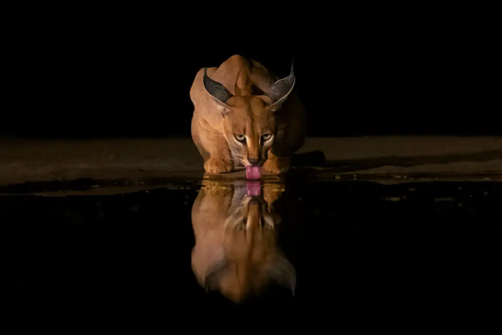 Xu, Sheila: Caracal drinking time