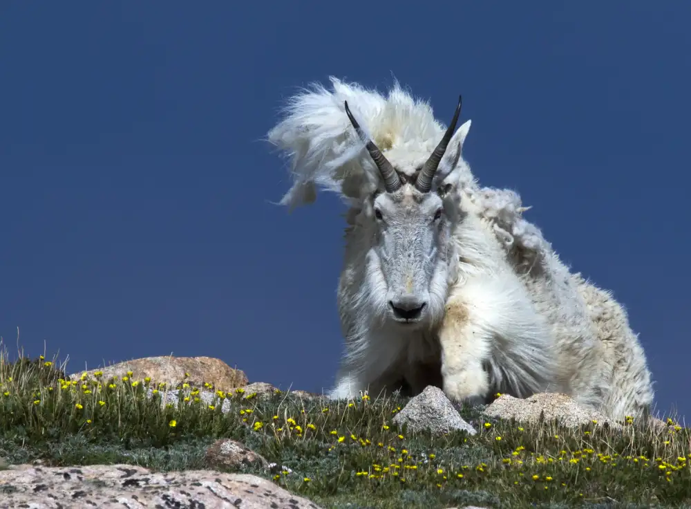 Verdon: Bad hair day