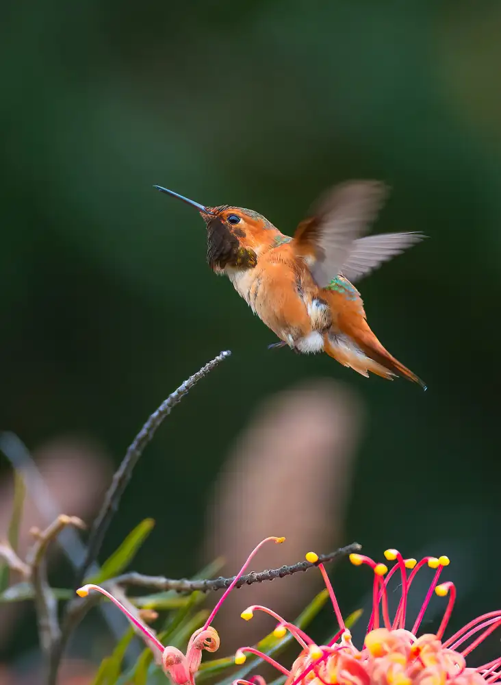Huang, Johnson: Colibrì