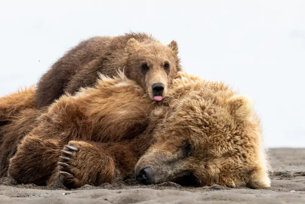 Gill, Barbara: Time to get up Mom