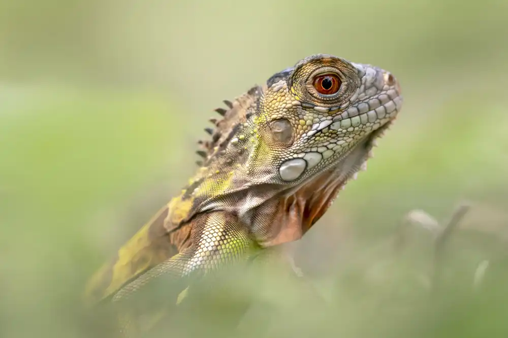 Maududdin, Fauzan: La testa furtiva dell'iguana