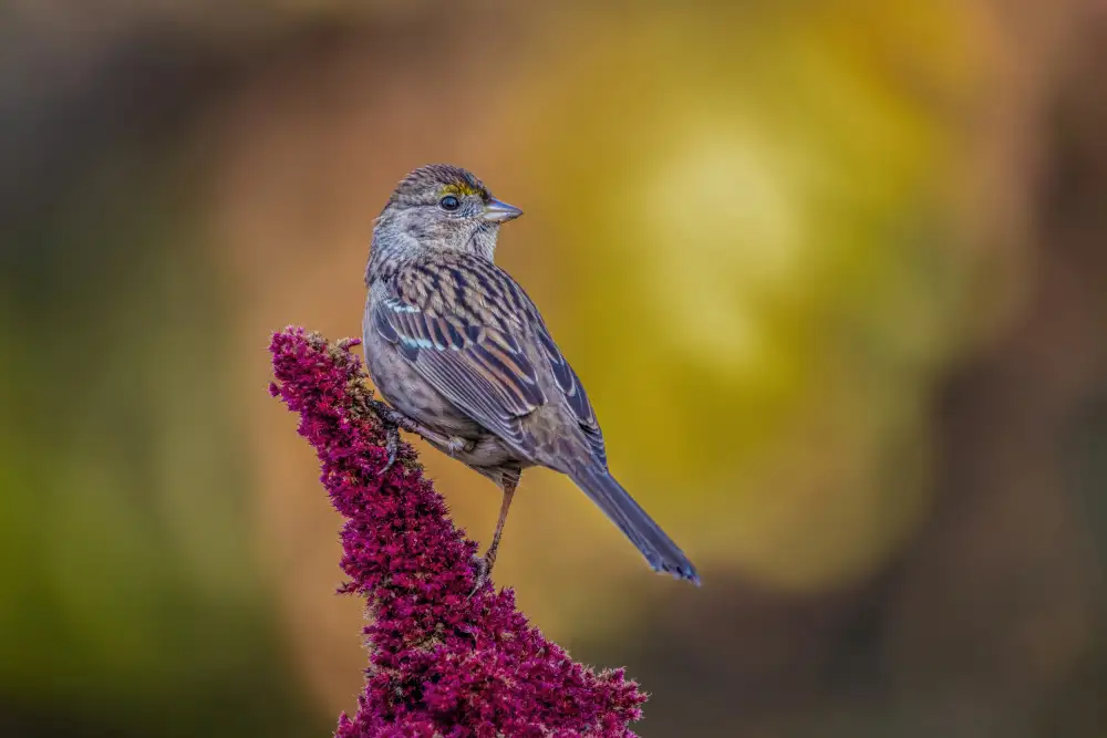 Liu, Wei: Golden-crowned Sparrow