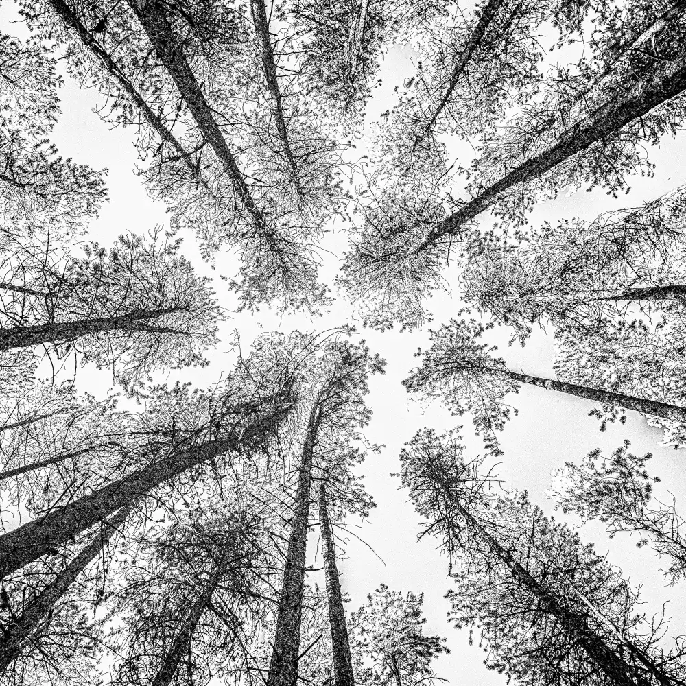 Darby, Rob: Tree Etching 002