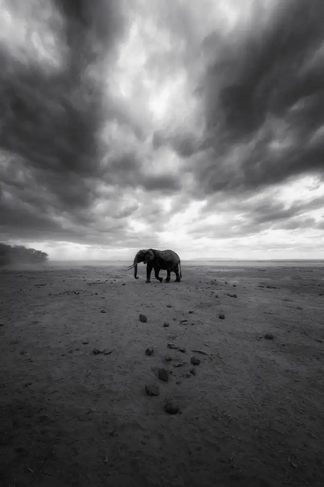Swapnil: Amboseli
