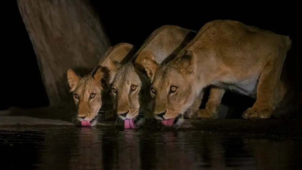 Xu, Sheila: Three lions!
