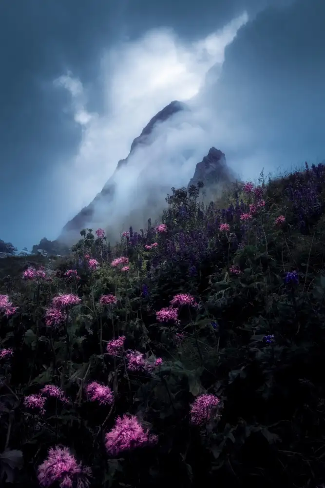 Morávek, Martin: Flowers and Fog