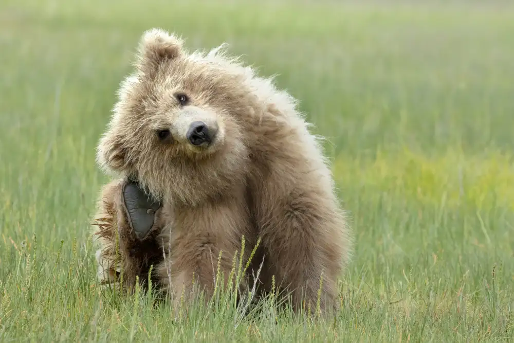 Lester, D Linda: Cucciolo di orso bruno costiero dell'Alaska