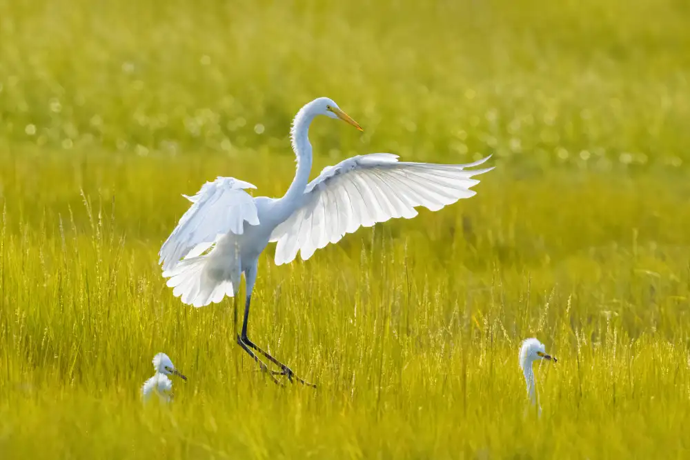 Zhang, Mei: Elegance