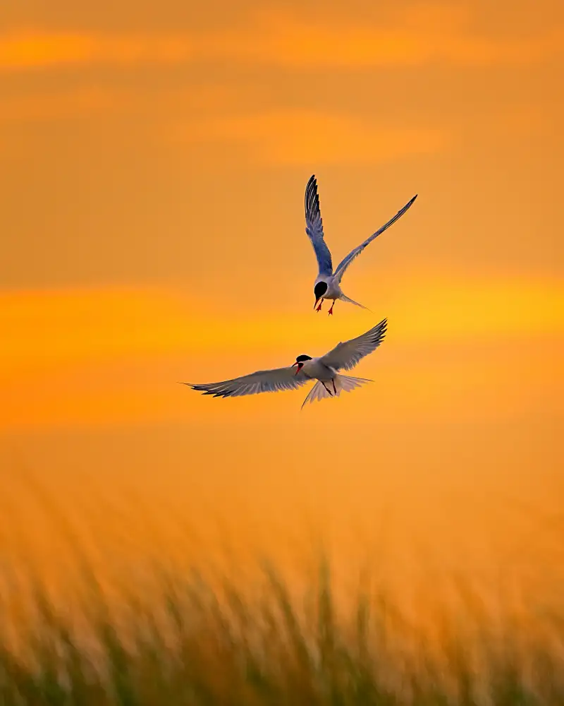 Wei, and Siyu: Ritorno a casa al tramonto