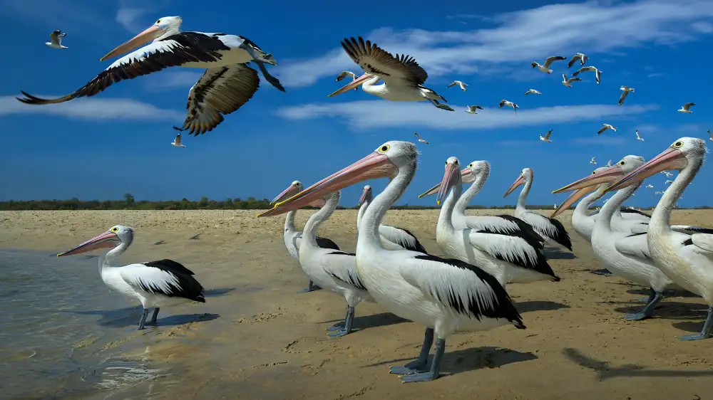 Papamanolis, Emanuel: Pelicans and blue skies