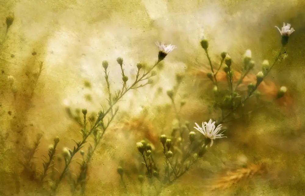 Liu, Wei: Wild Daisy