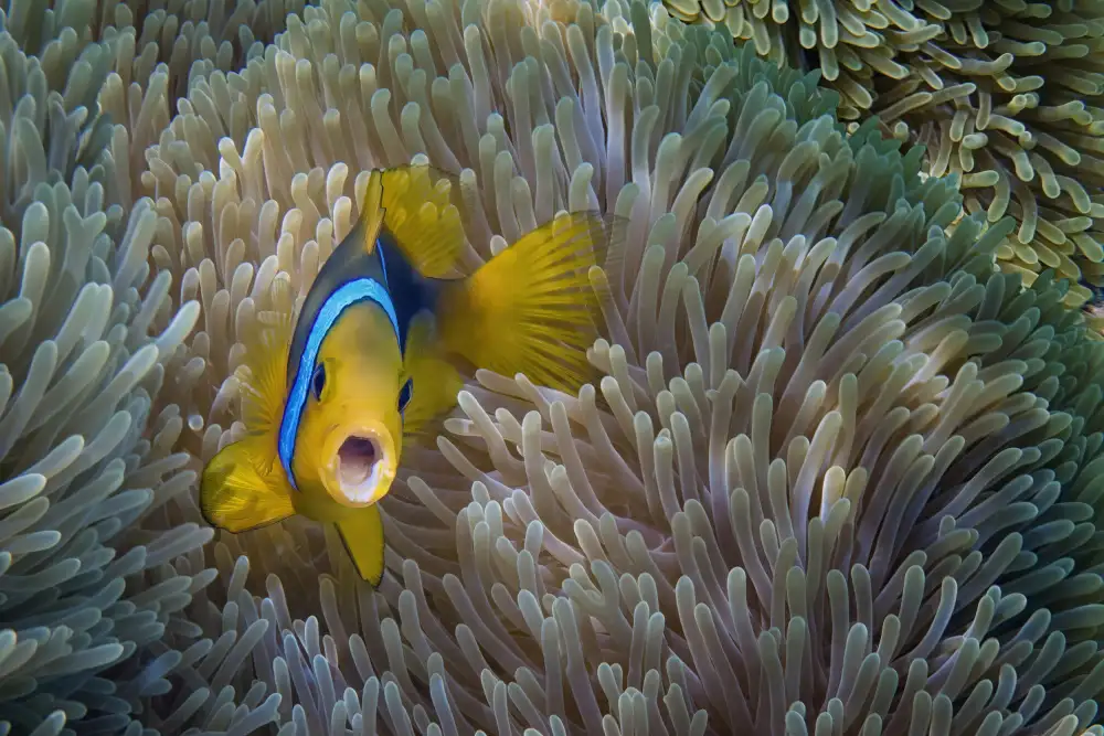 Guillemot, Mathilde: Nemo - Amphiprion Bicinctus