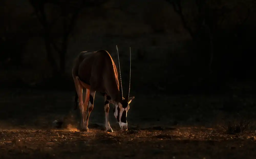 Su, Yuan: Pferdeantilope