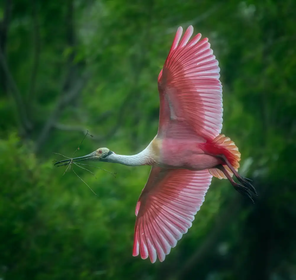 Zhang, Joan: The spoonbill in the spring