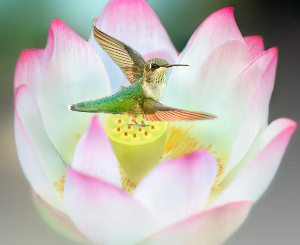 Lu, Ling: La ballerina elegante