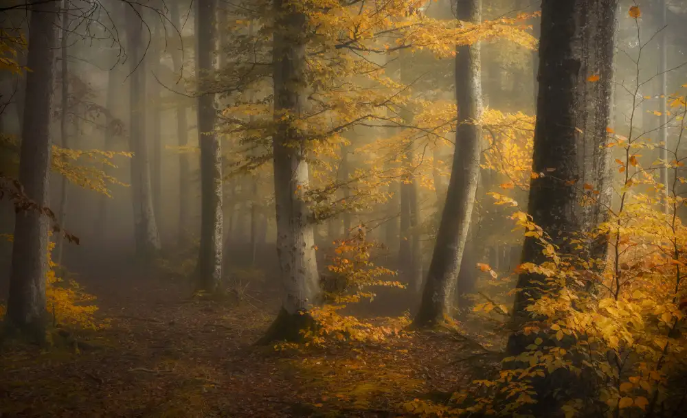 Maier, Norbert: Autumn woods