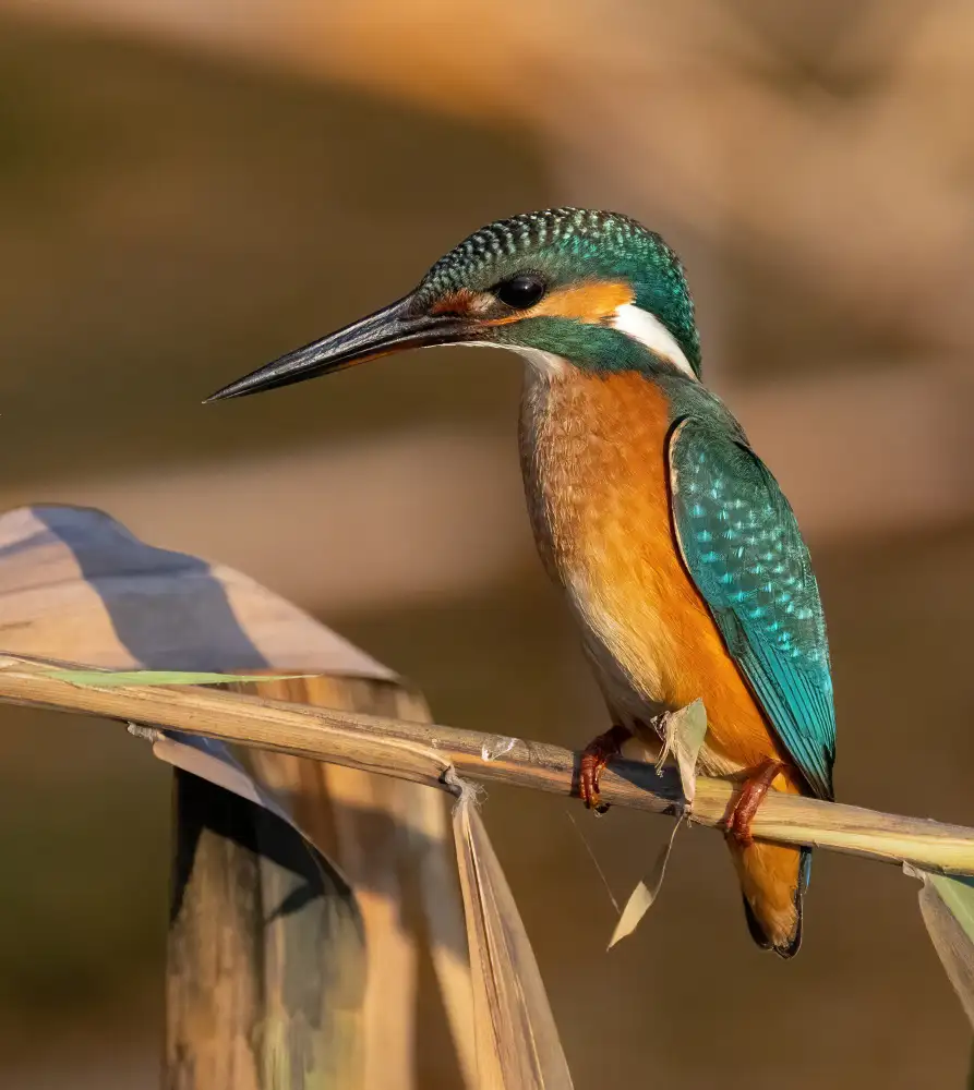 Wilson, Guy: Eisvogel