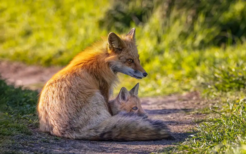 W, Joanna: Foxes, Maternal Love