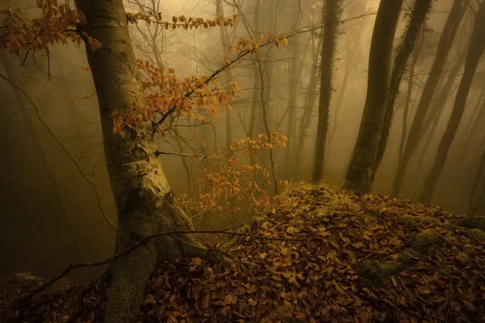 Maier, Norbert: At the edge