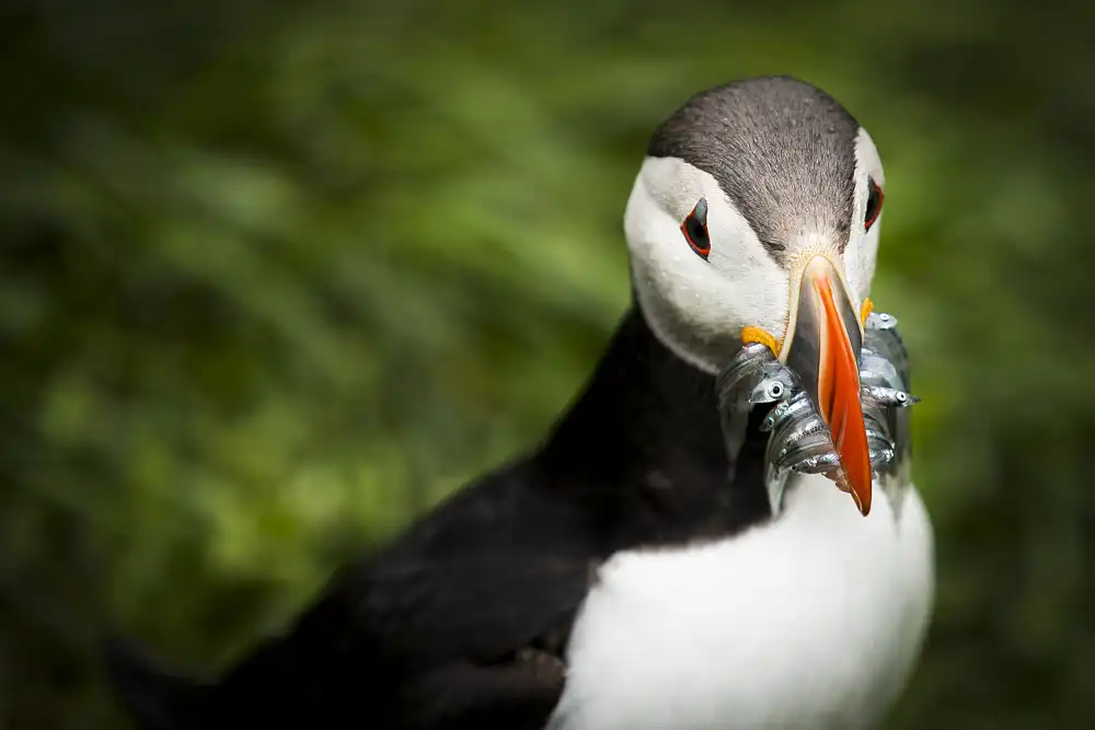 KHRBAWE, AYMAN: Puffins with fish