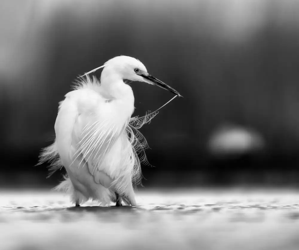 DeLaan, Corry: Great White Heron
