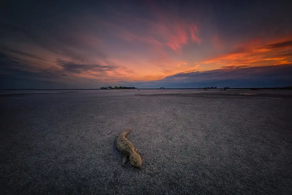 Yu, Zhen James: Lezard died in the pink lake