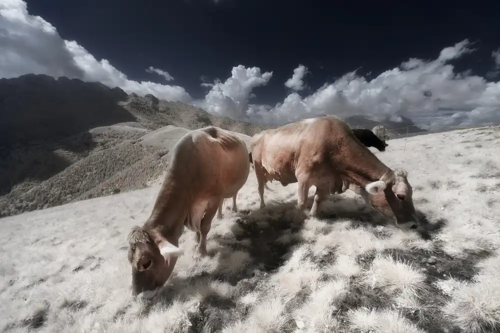 Manini, Filippo: Infrared Cows