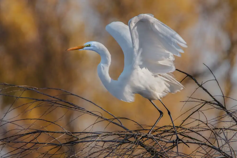 Liu, Wei: Great Egret