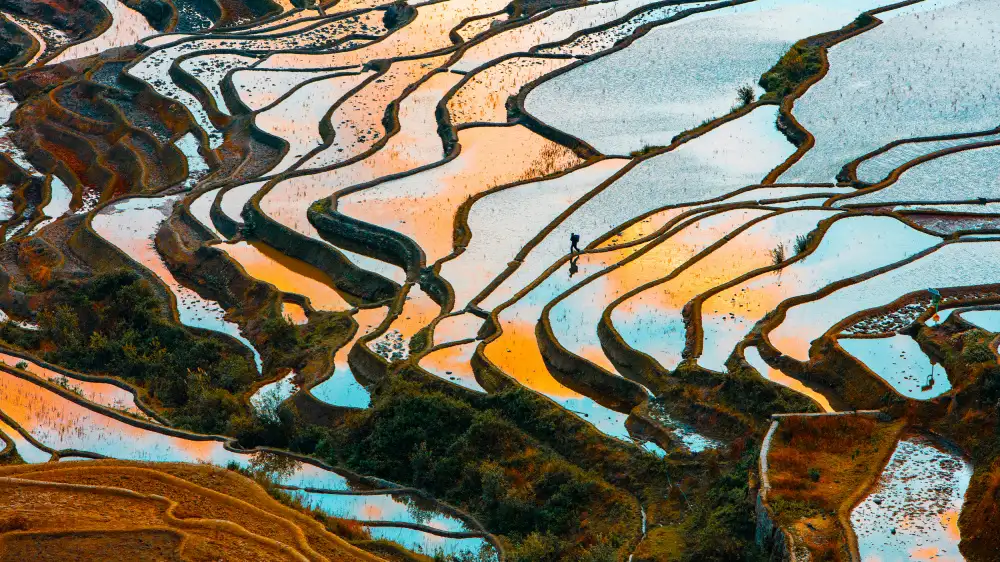 Woo, Shin Ryu: Terraced Field-6