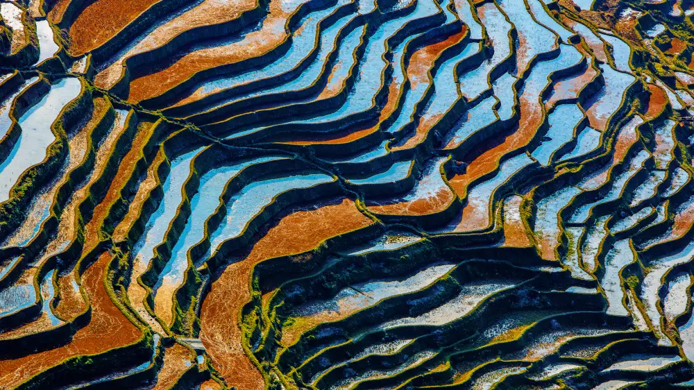 Woo, Shin Ryu: Terraced Field-7