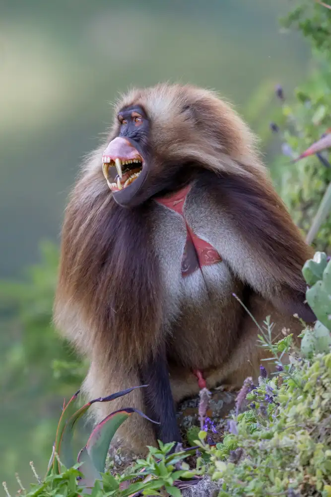 Catta, Alessandro: Gelada