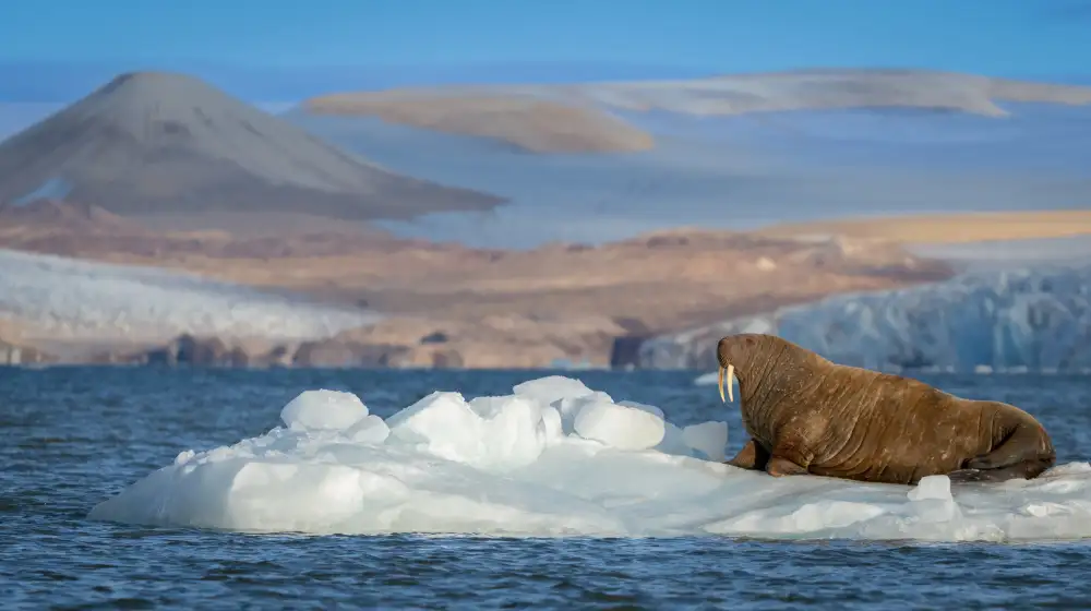 Chawla, Shobhit: Mr Walrus on drift ice .. Svalbard