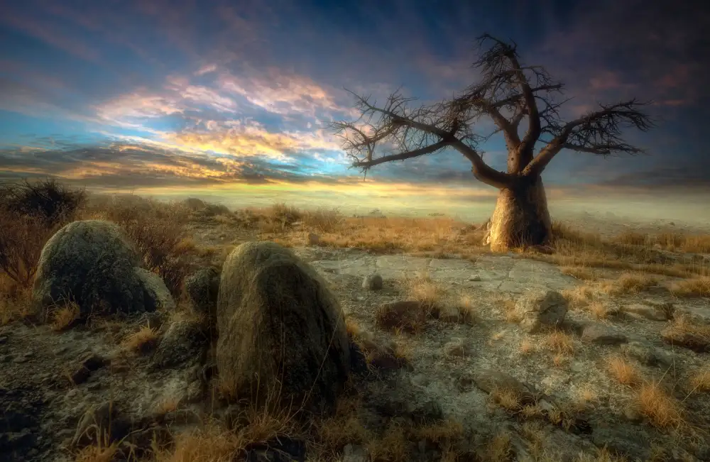 Gerber, Charlaine: Ein uralter Baum der Insel Kubu