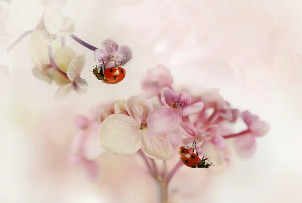 Deelen, van Ellen: Fiori e coccinelle